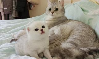猫咪在主人床上生宝宝