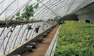 1000平方米玻璃温室造价