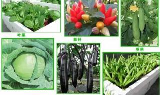 5一6月份种什么菜合适