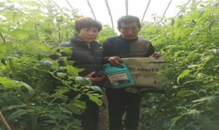 西红柿种植技术与管理